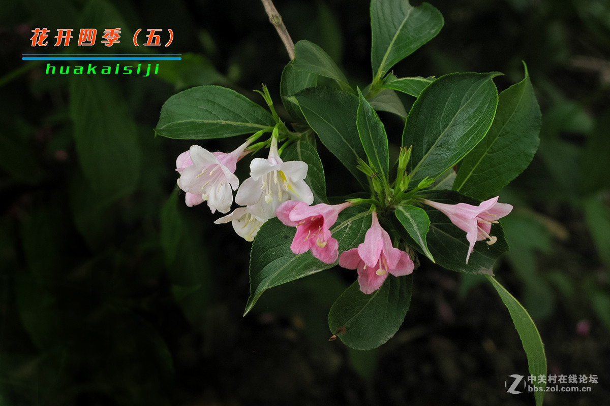 花开四季（五）