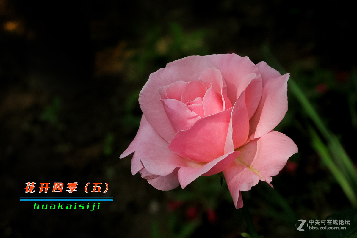 花开四季（五）