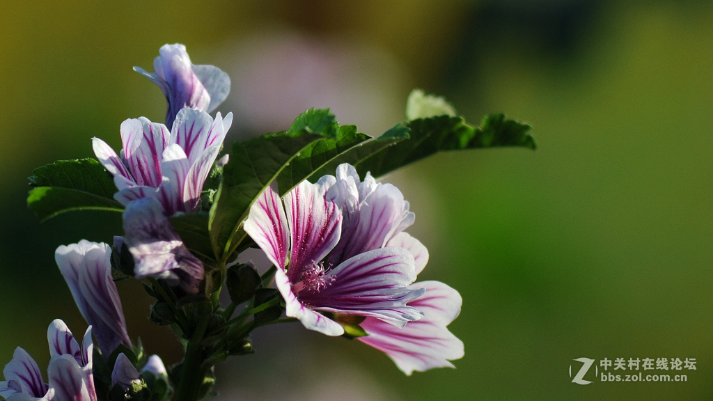 搭配腾龙A17拍摄 花一组
