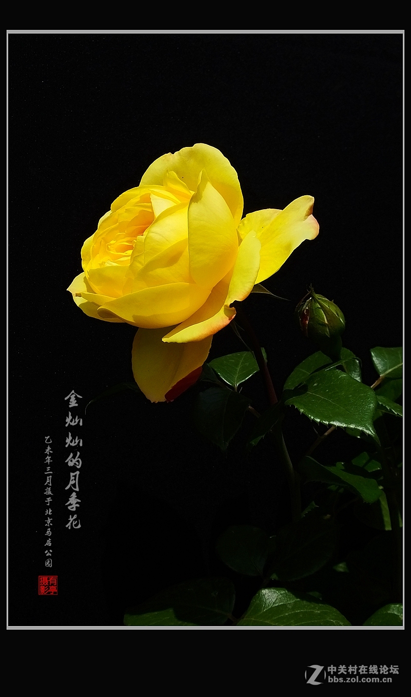 金灿灿的月季花(2)--献给祖国的未来