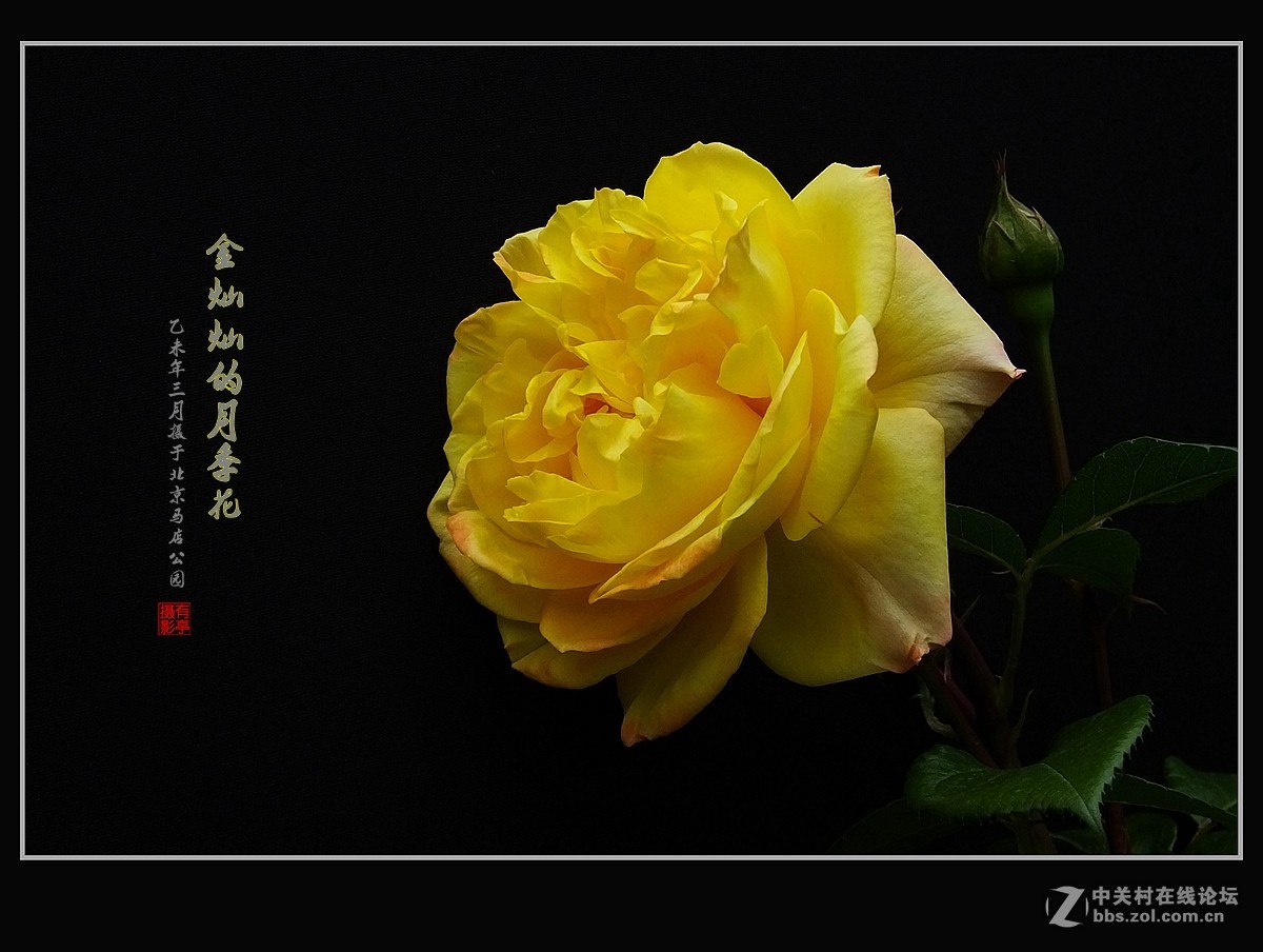 金灿灿的月季花(2)--献给祖国的未来