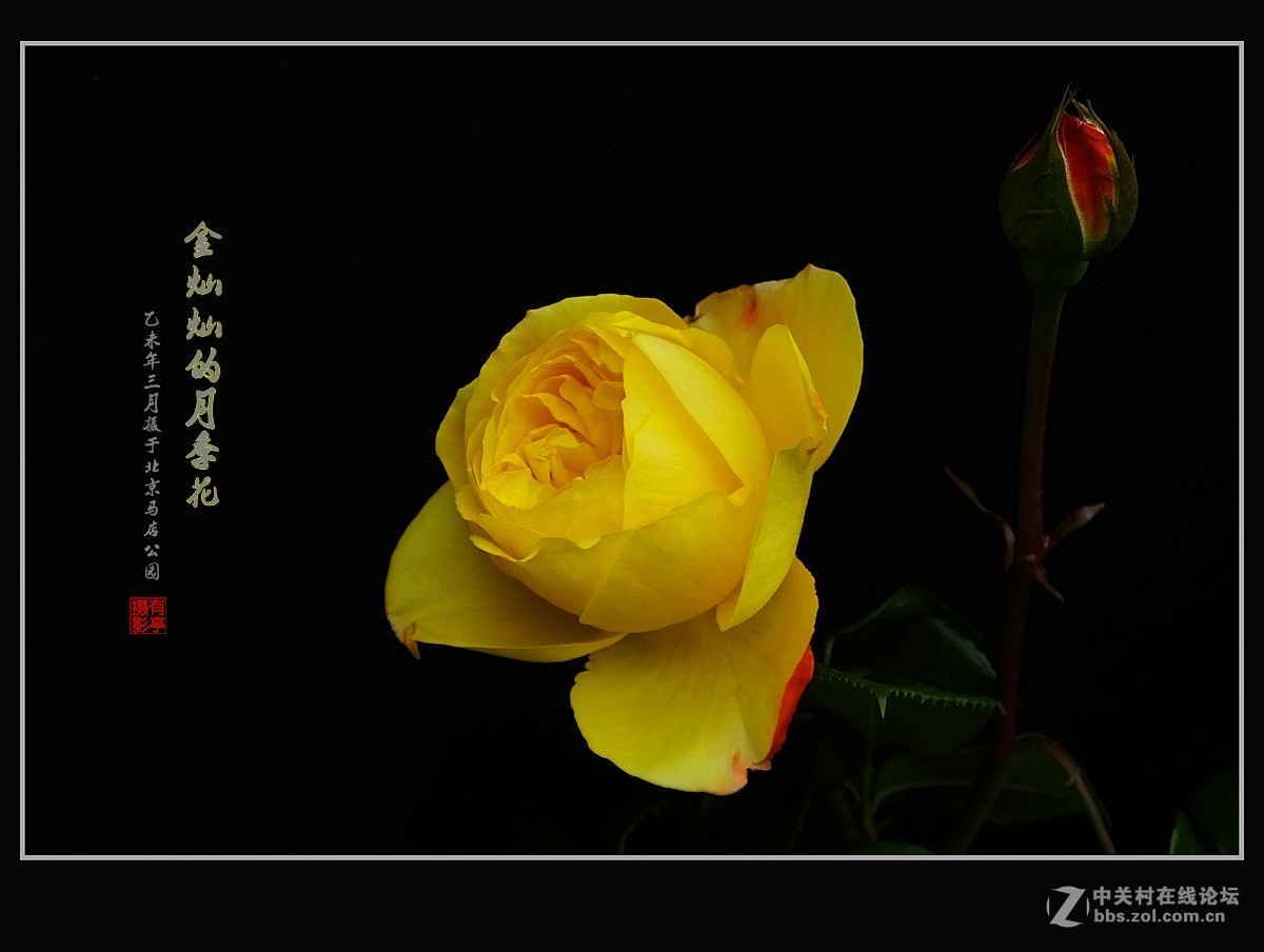 金灿灿的月季花(2)--献给祖国的未来