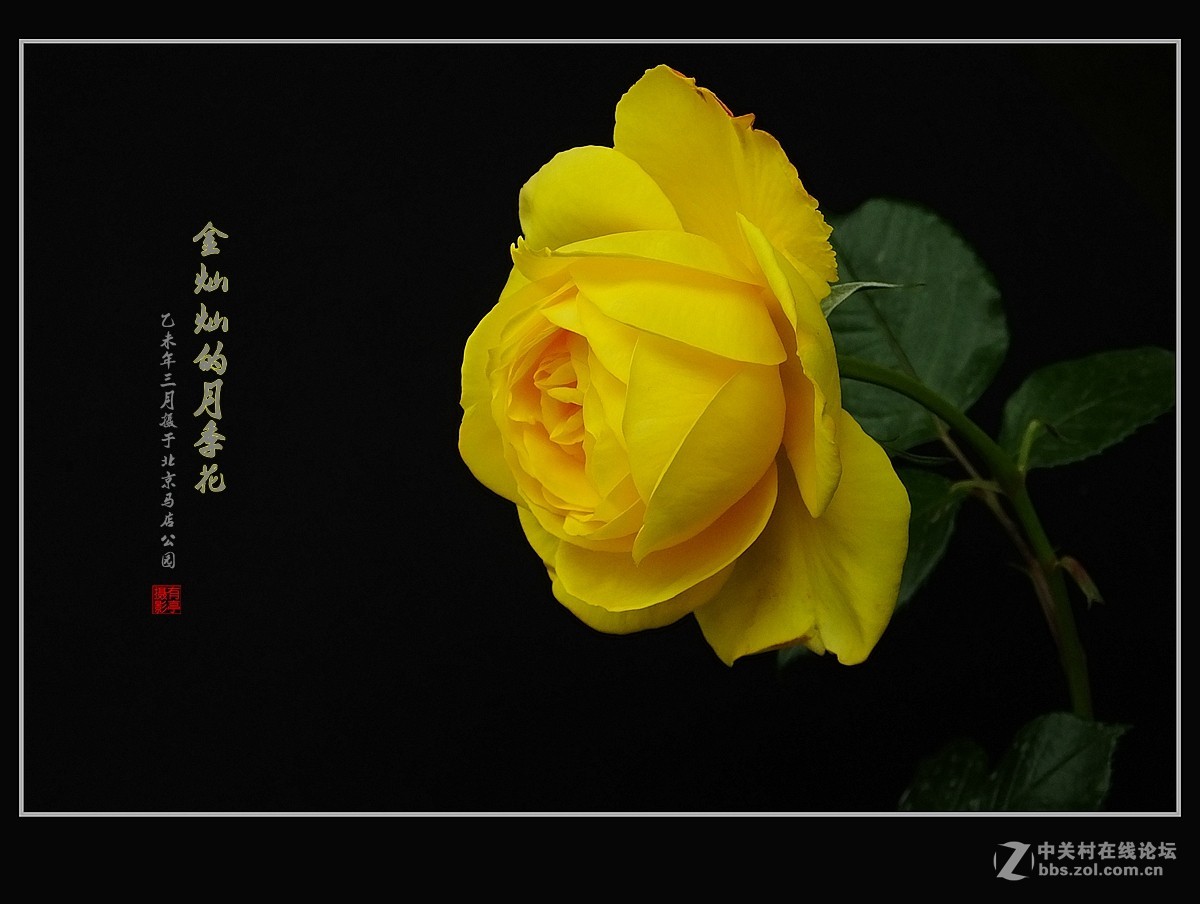 金灿灿的月季花(2)--献给祖国的未来