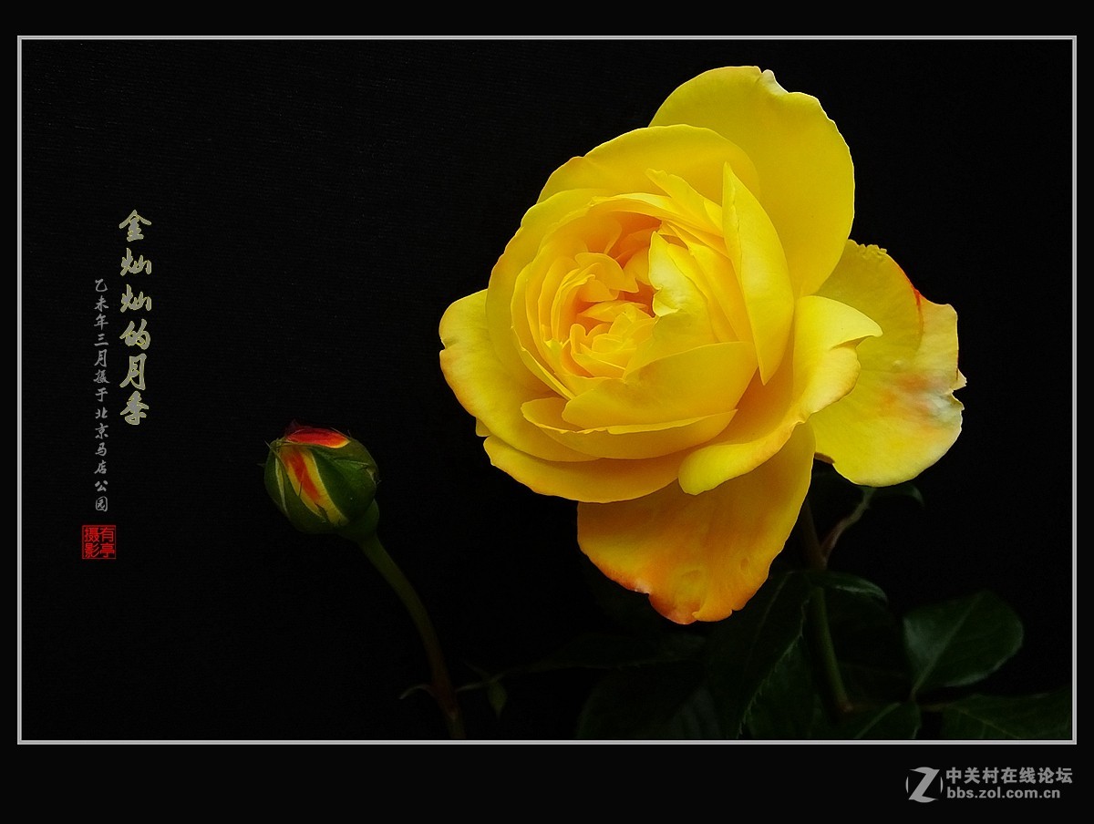 金灿灿的月季花(2)--献给祖国的未来