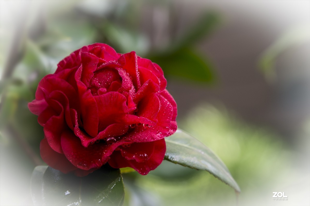 几张近期的拙作，向各位师友汇报