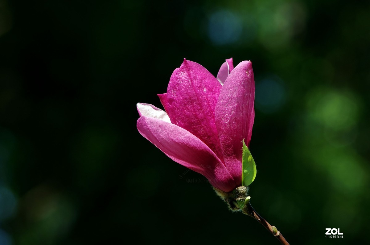 玉蘭花開春美來