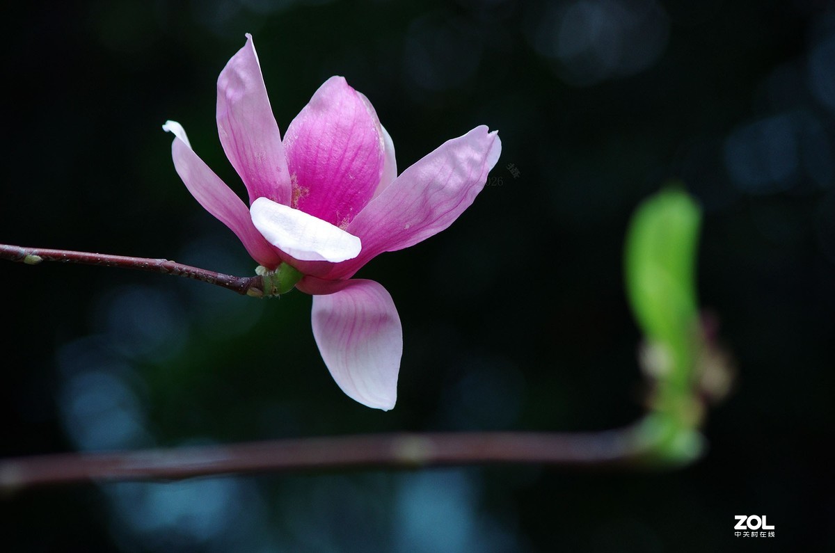 玉蘭花開春美來