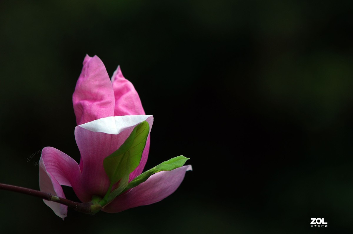 玉蘭花開春美來