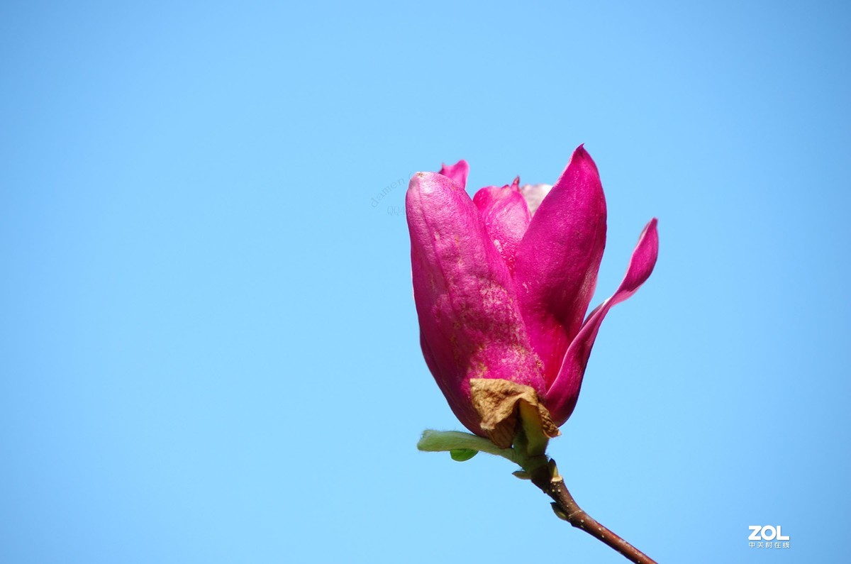 玉蘭花開春美來