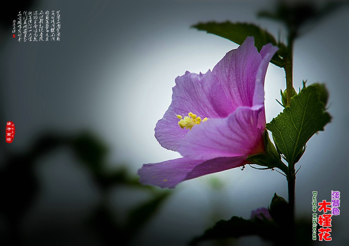 淡紫色木槿花