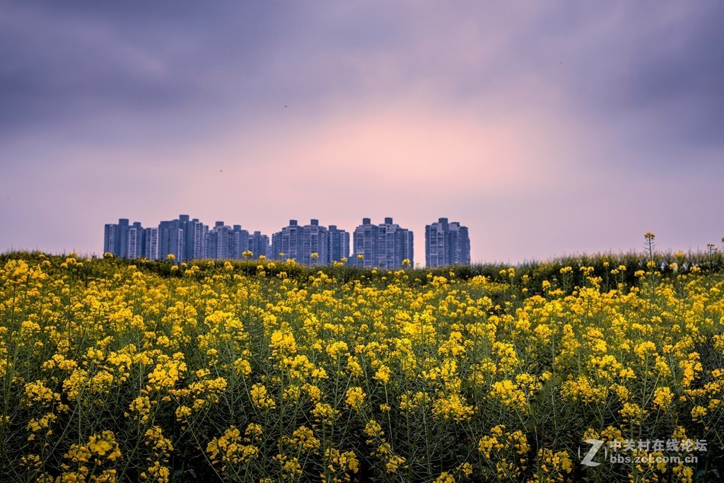 《城里的菜花一样香》eos r处女作