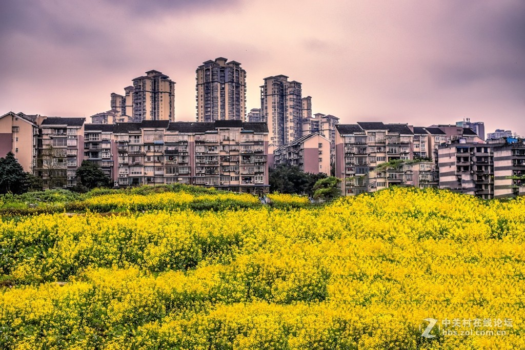 《城里的菜花一样香》eos r处女作