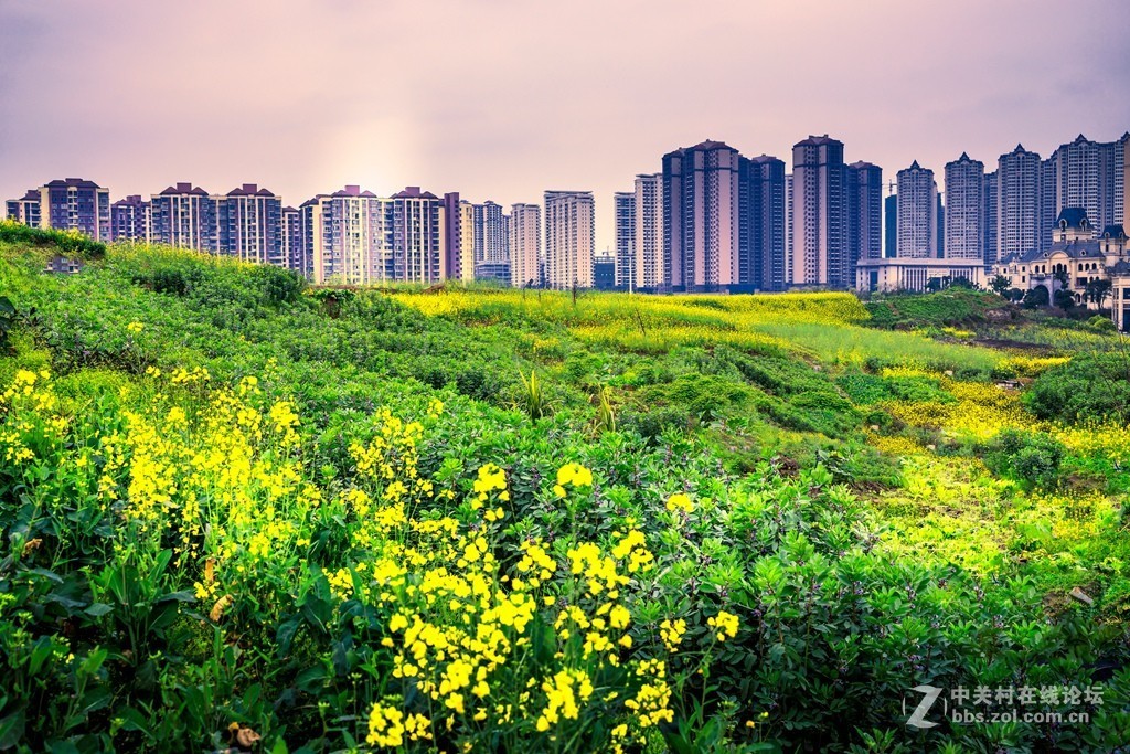 《城里的菜花一样香》eos r处女作