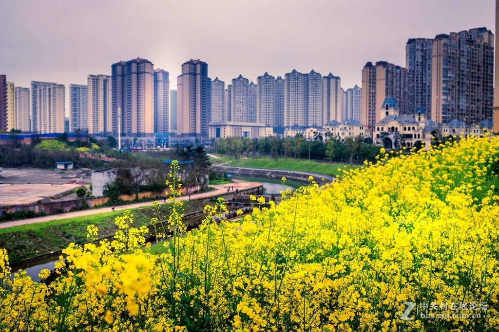 《城里的菜花一样香》eos r处女作