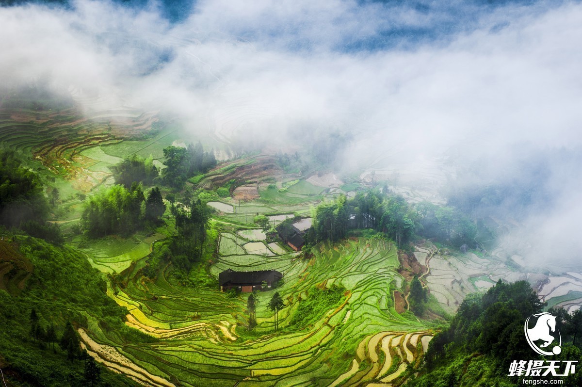 蜂摄天下--湖南紫鹊梯田