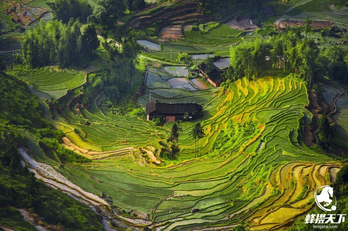 蜂摄天下--湖南紫鹊梯田