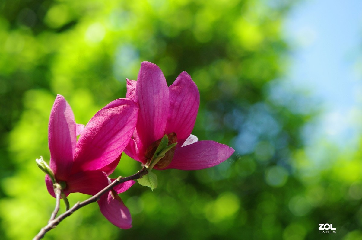 玉蘭花開春美來