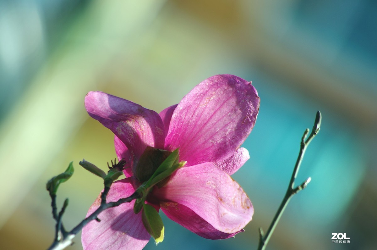 玉蘭花開春美來