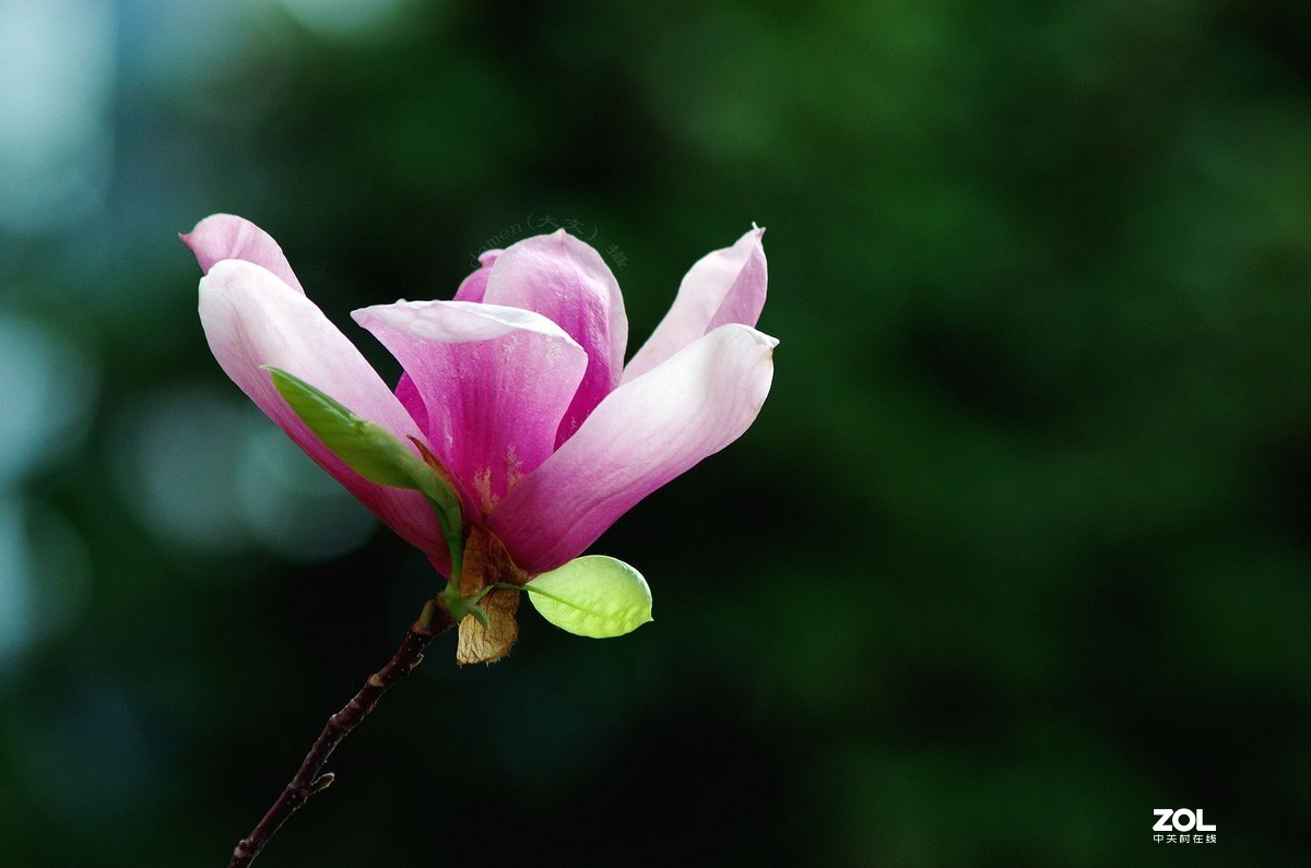 玉蘭花開春美來