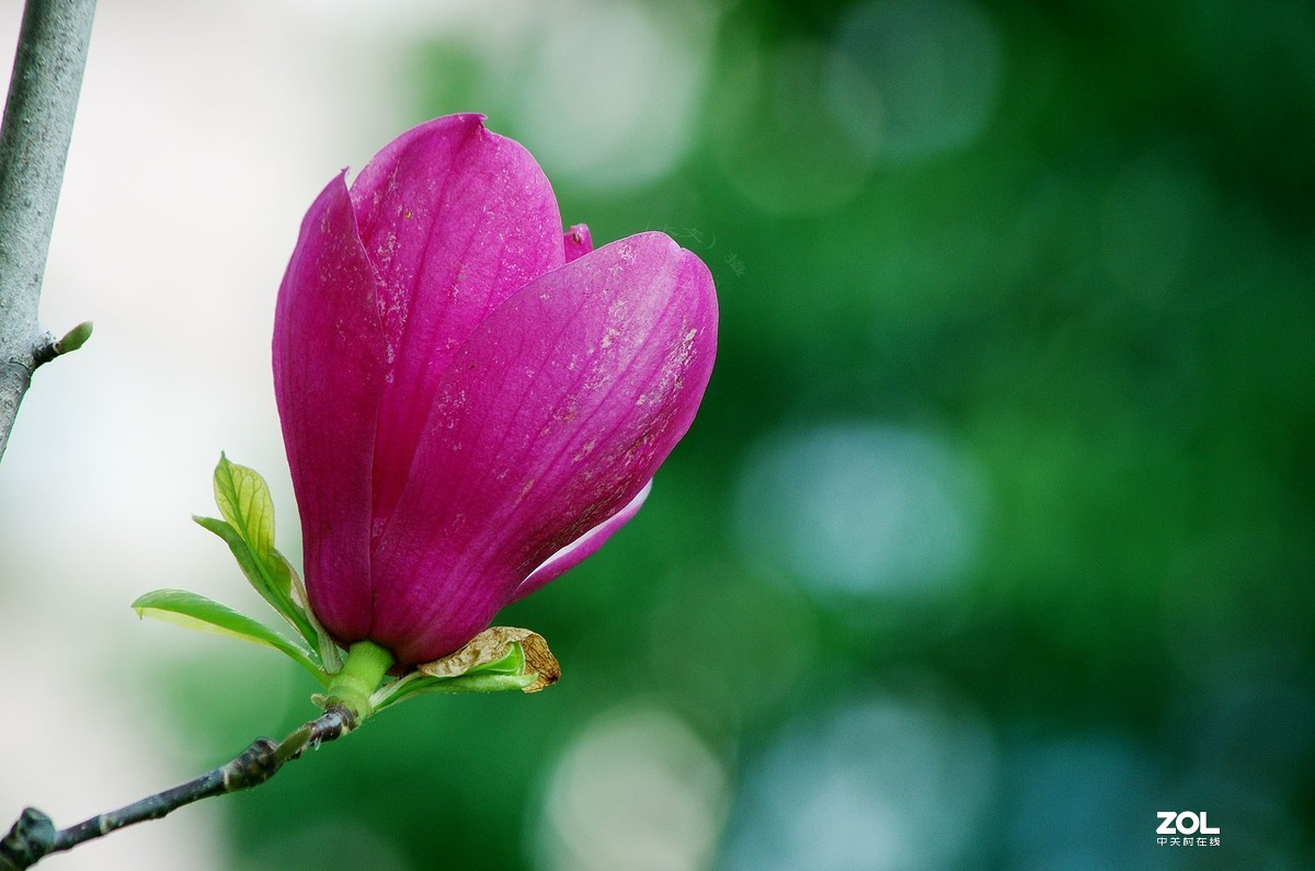 玉蘭花開春美來