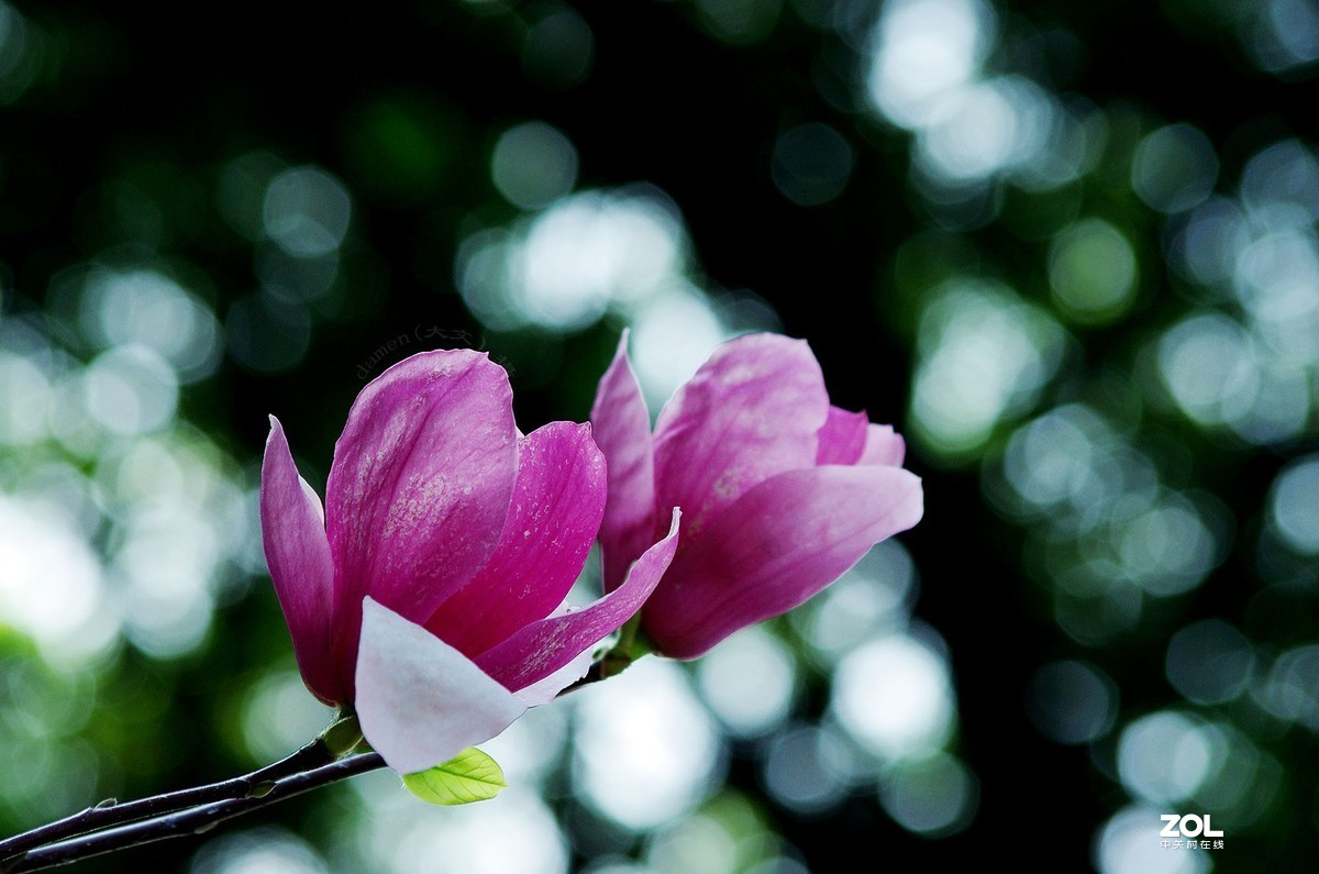 玉蘭花開春美來