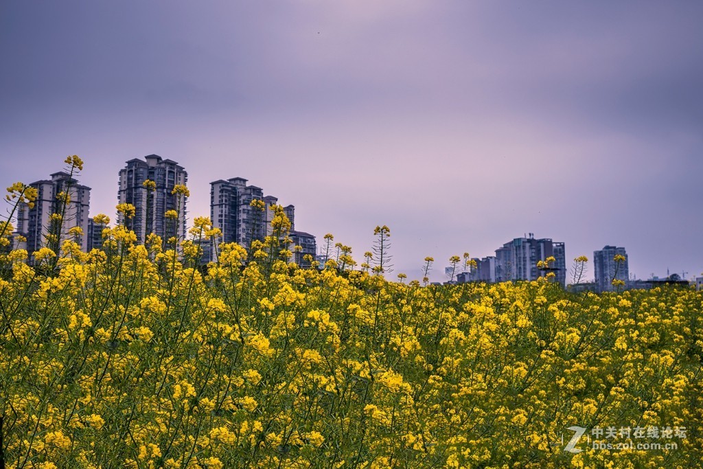 《城里的菜花一样香》eos r处女作
