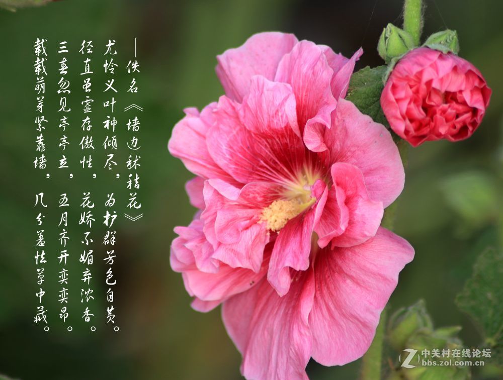 秫秸花2