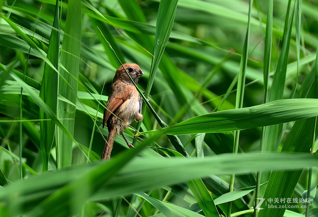 腾龙70-300打鸟