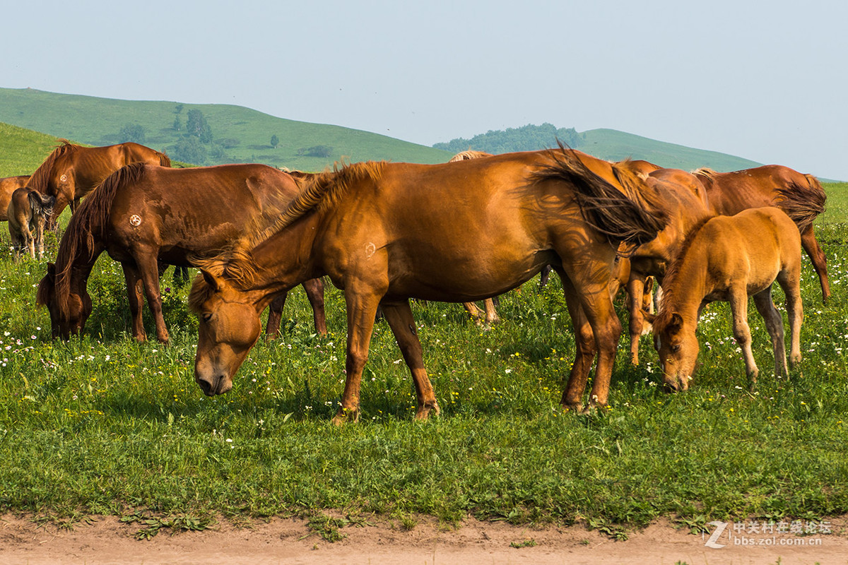 多伦诺尔大草原201579