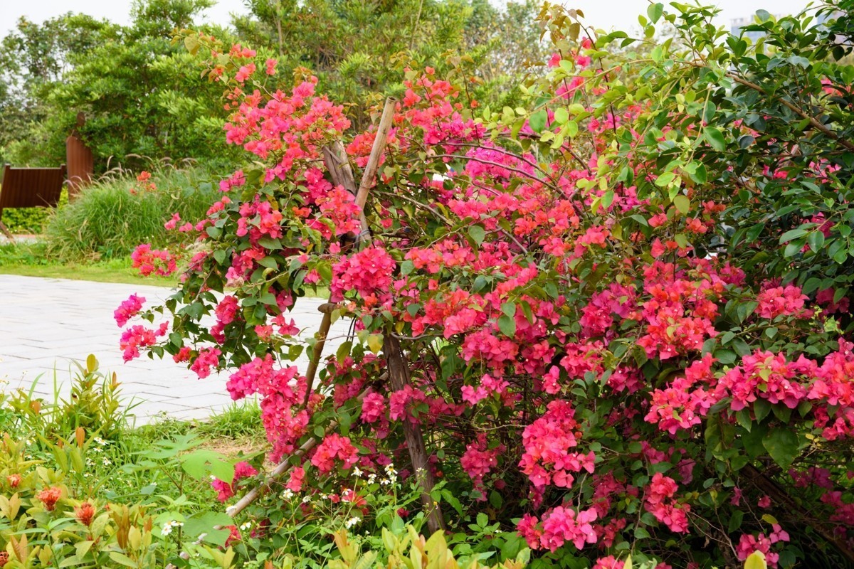 适马17-50镜头初步印象