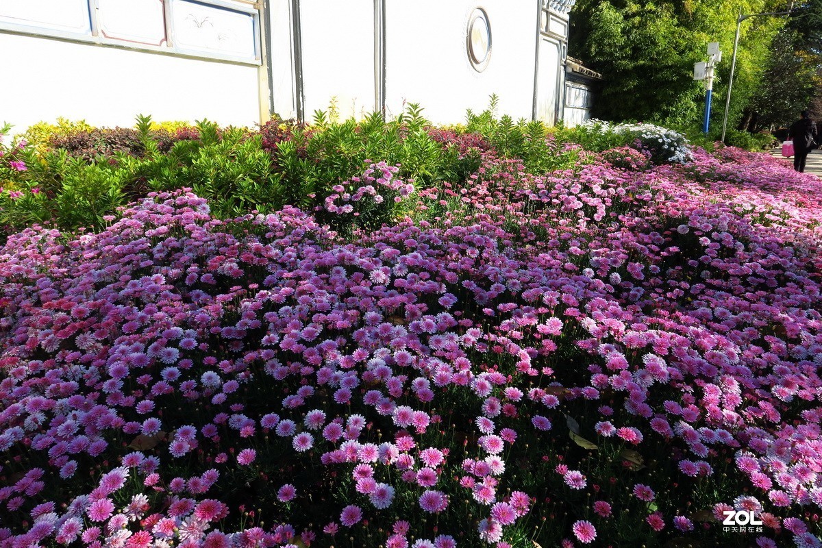 春天里的西华园公园