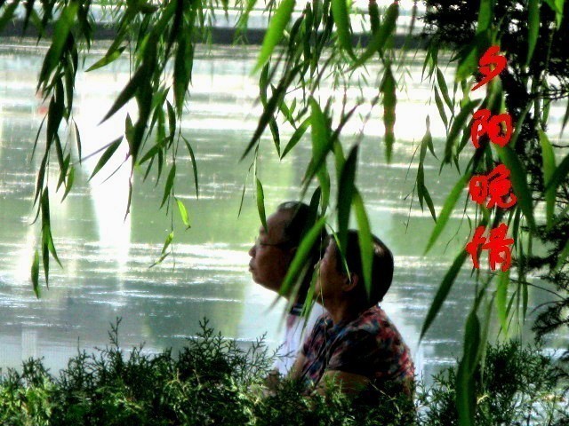 草原都市草原情