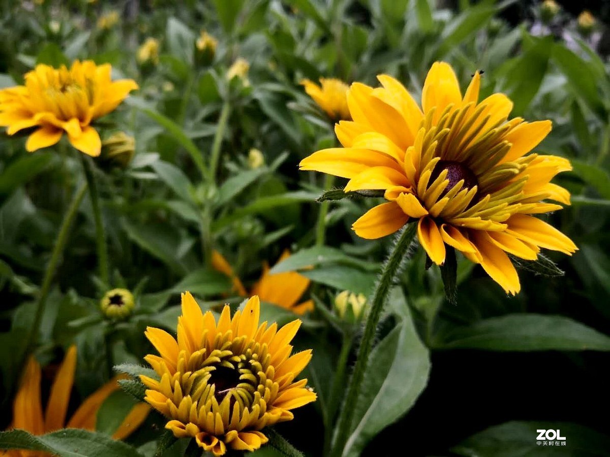 手机拍摄 --------  红心菊