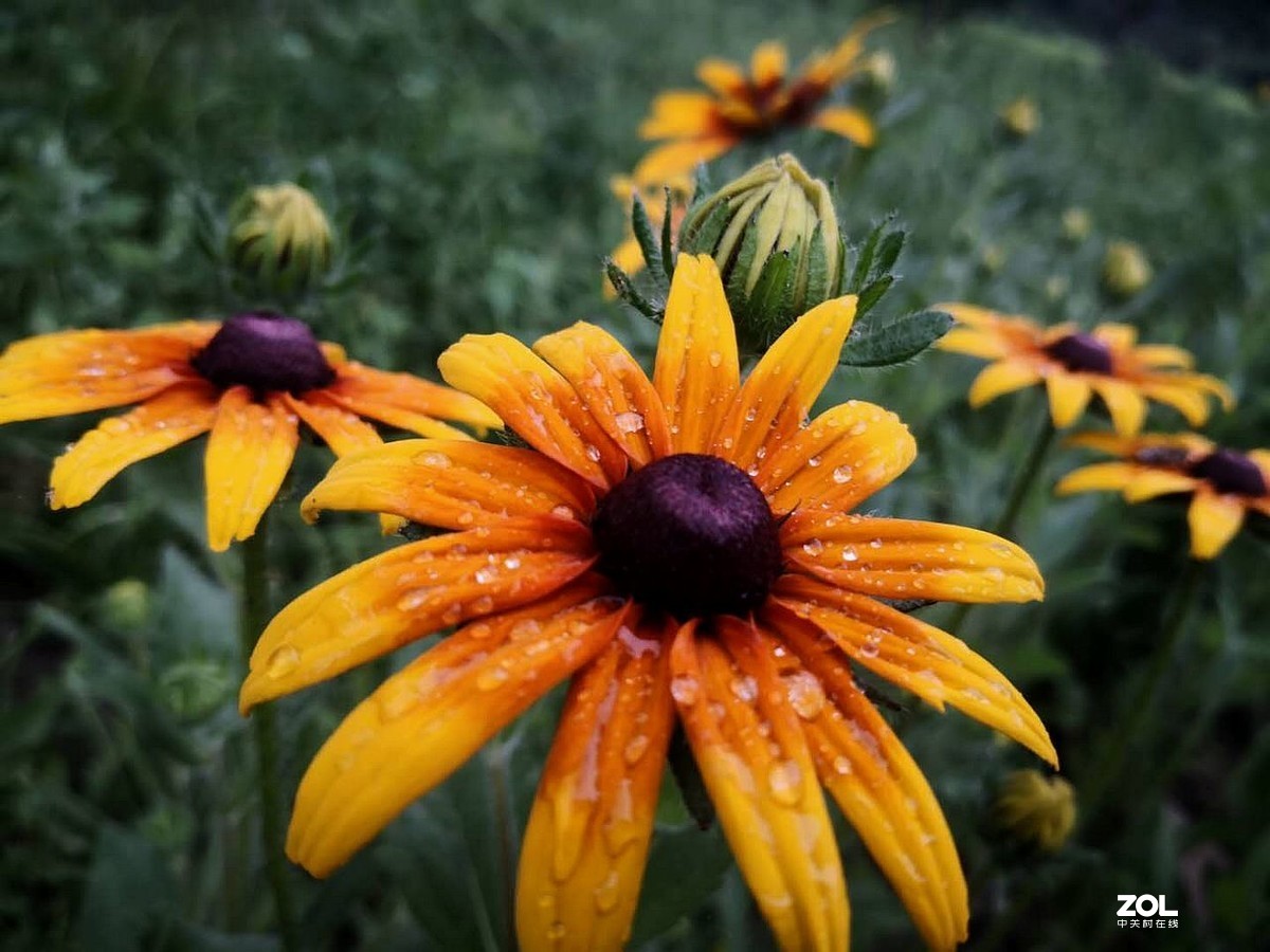 手机拍摄 --------  红心菊