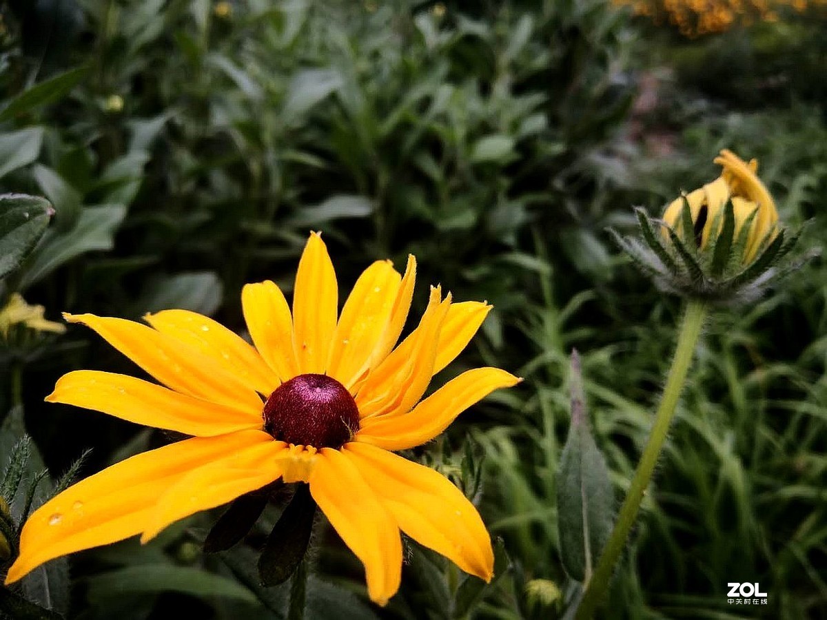 手机拍摄 --------  红心菊