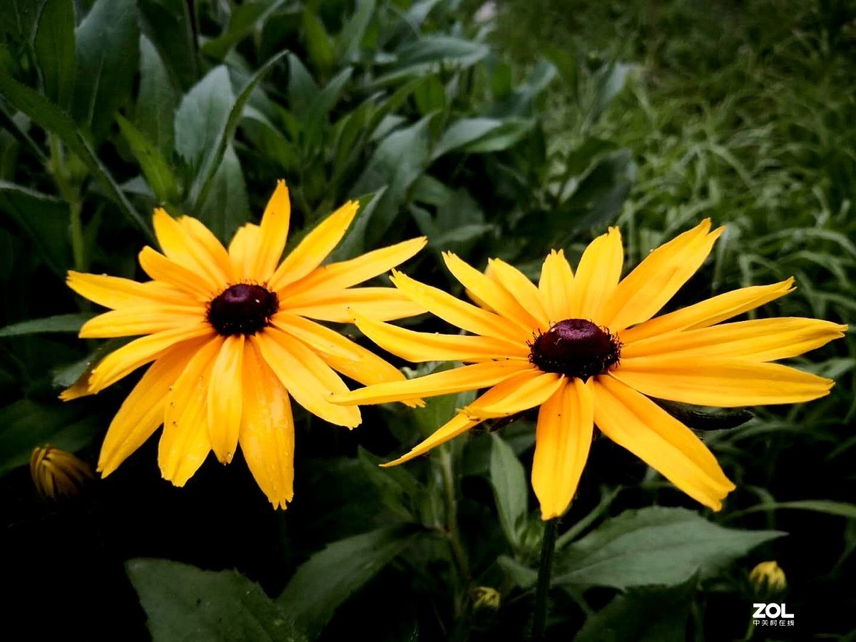 手机拍摄 --------  红心菊