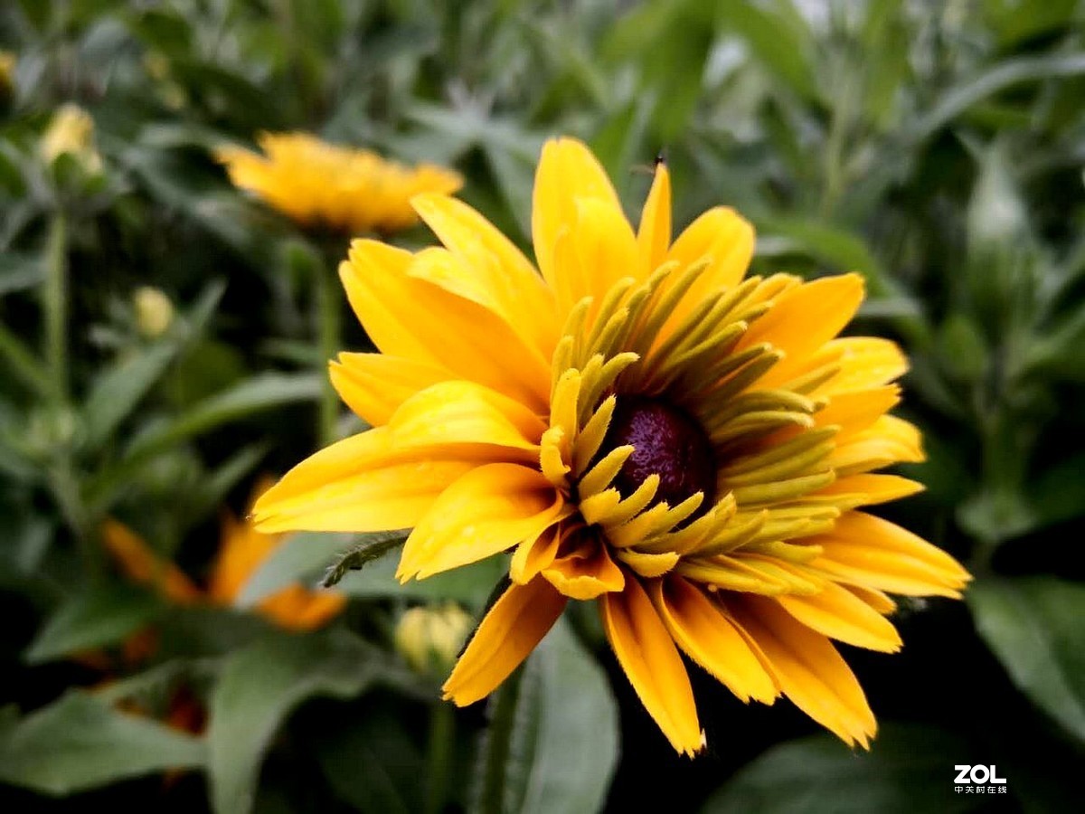 手机拍摄 --------  红心菊