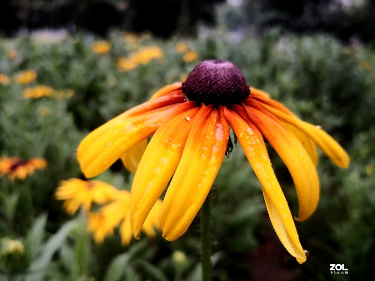 手机拍摄 --------  红心菊