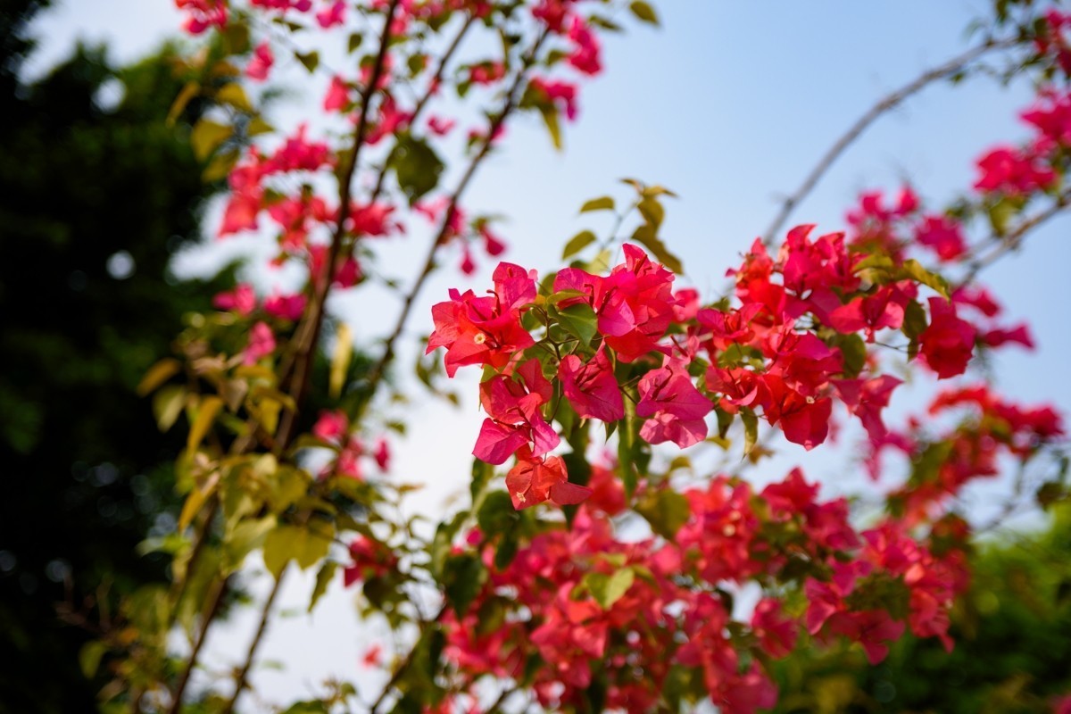 适马17-50镜头初步印象