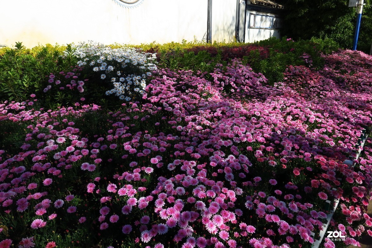 春天里的西华园公园