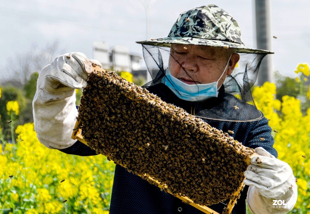 养蜂人