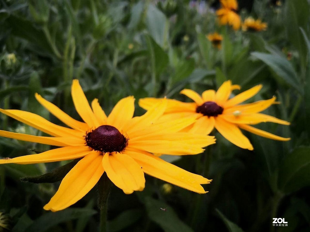 手机拍摄 --------  红心菊