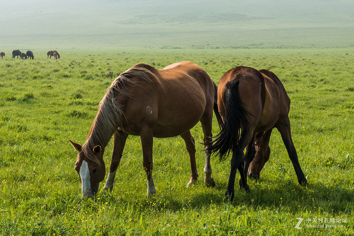 多伦诺尔大草原201579