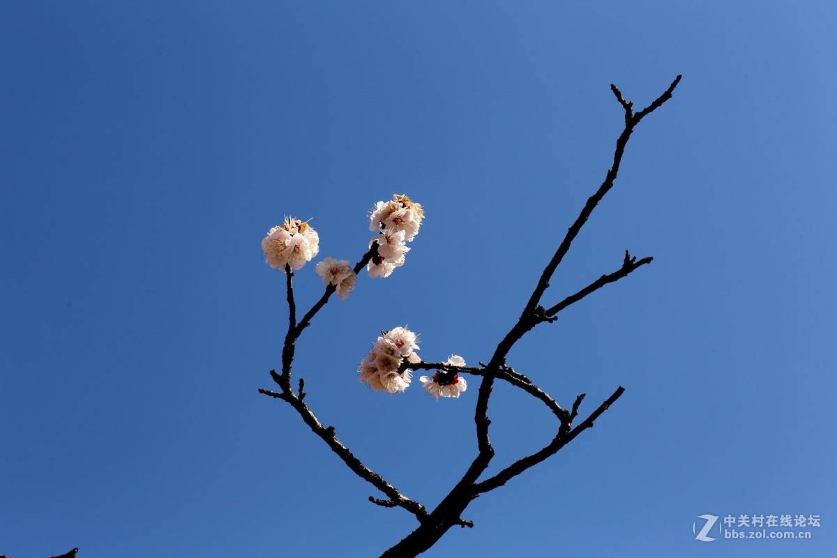 蓝天、山杏花
