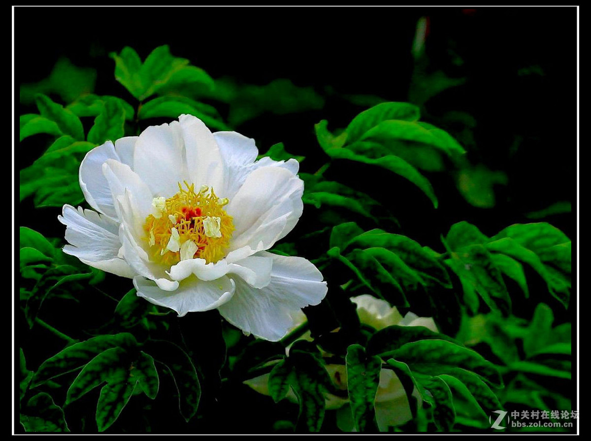清明时节献一组白花祭奠先烈