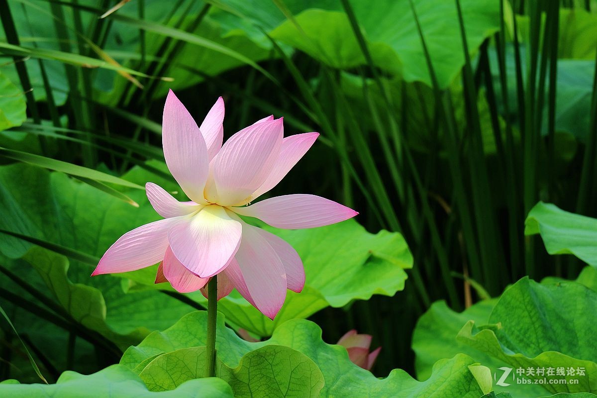小微拍菏