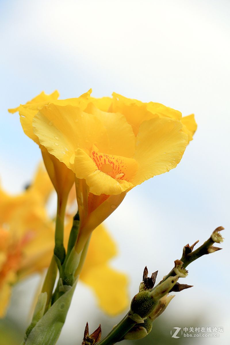蕉藕花