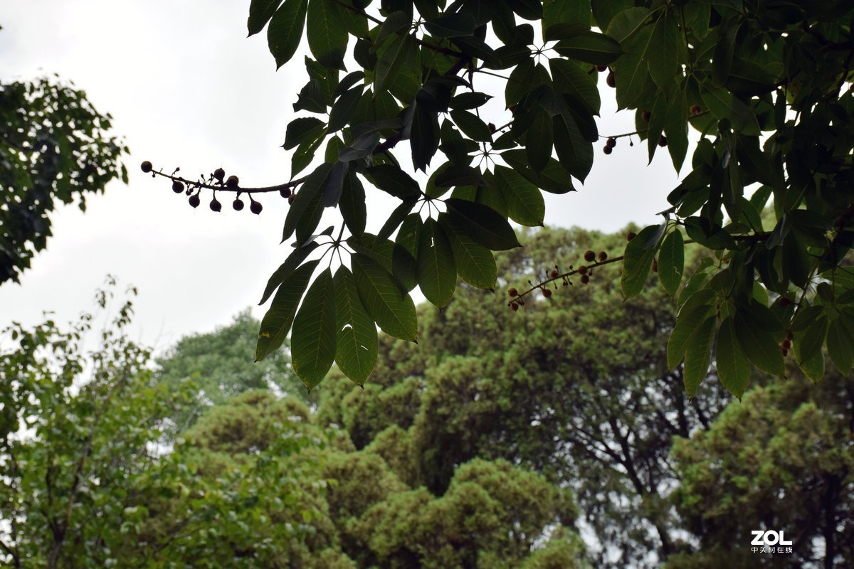 2019夏 京津鲁豫之旅（13）没法看到千佛殿地面