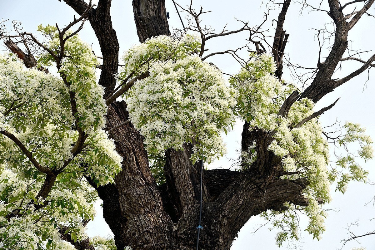 济南钢城区状元沟村千年流苏树花期盛开