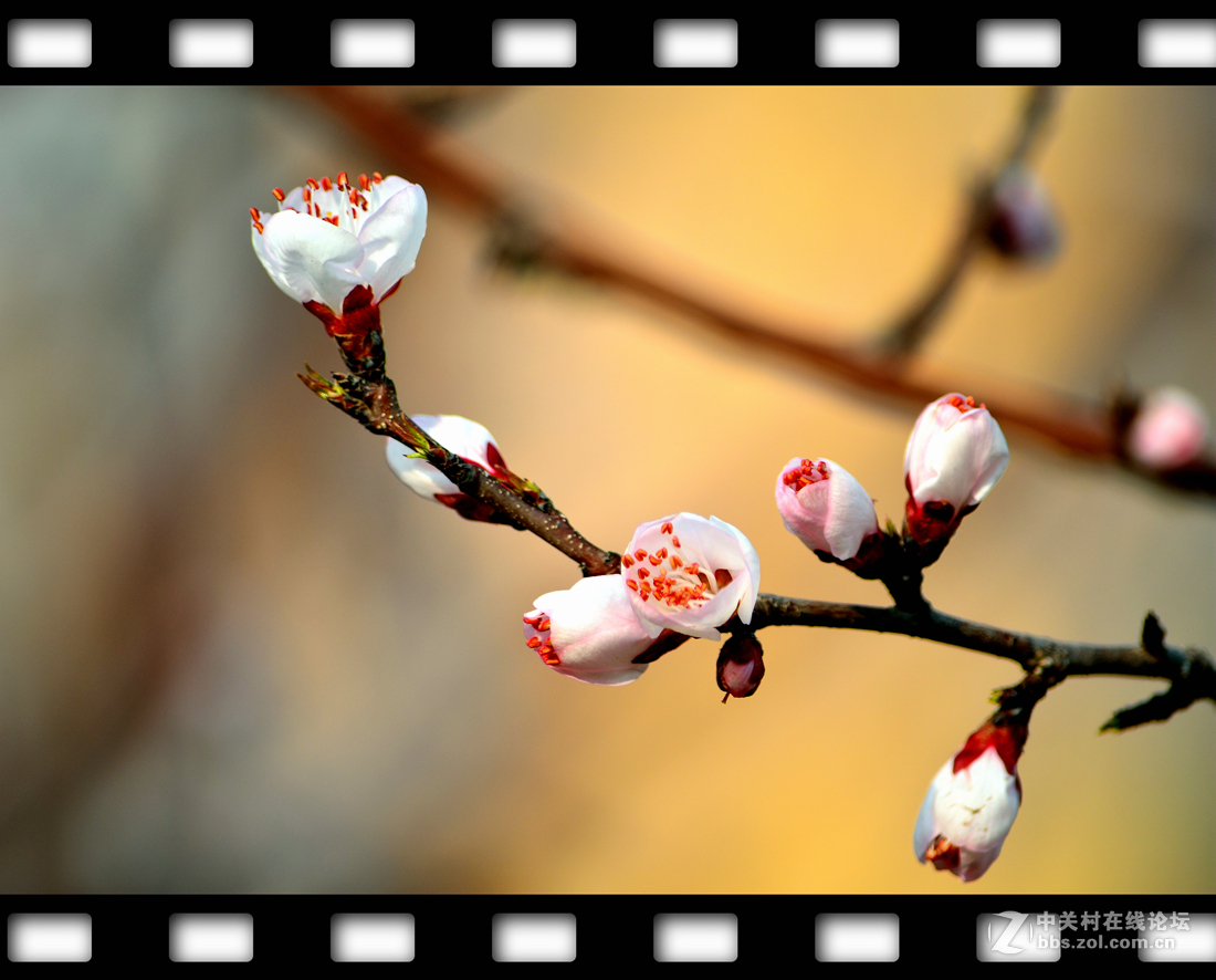 春暖花开~桃花篇